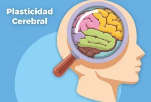 Plasticidad Sináptica del Zinc